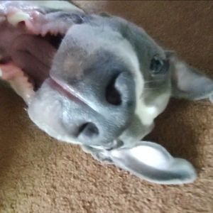 Meet your Posher, Stormy